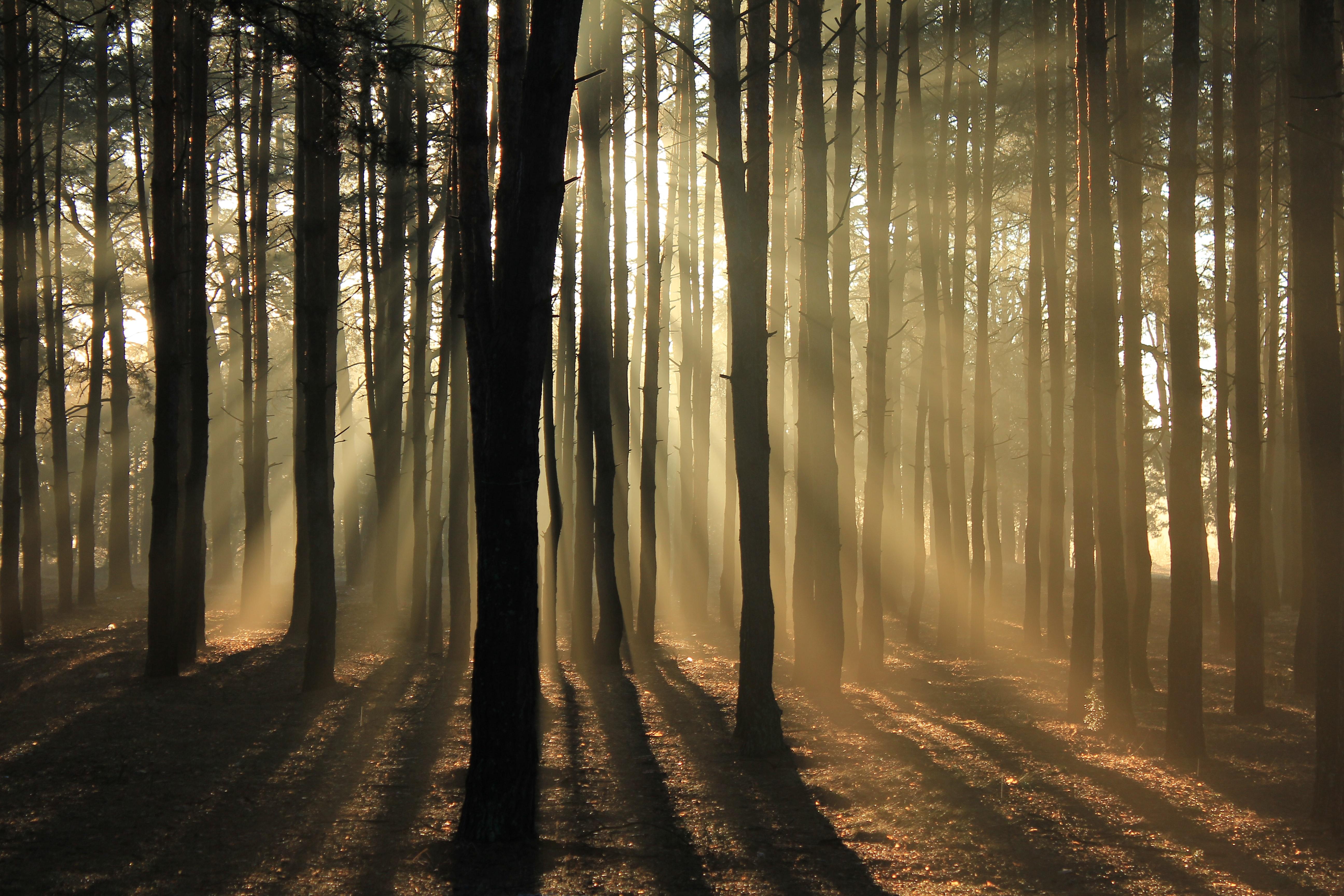 Bosque de árboles. Valeriy Andrushko para Unsplash