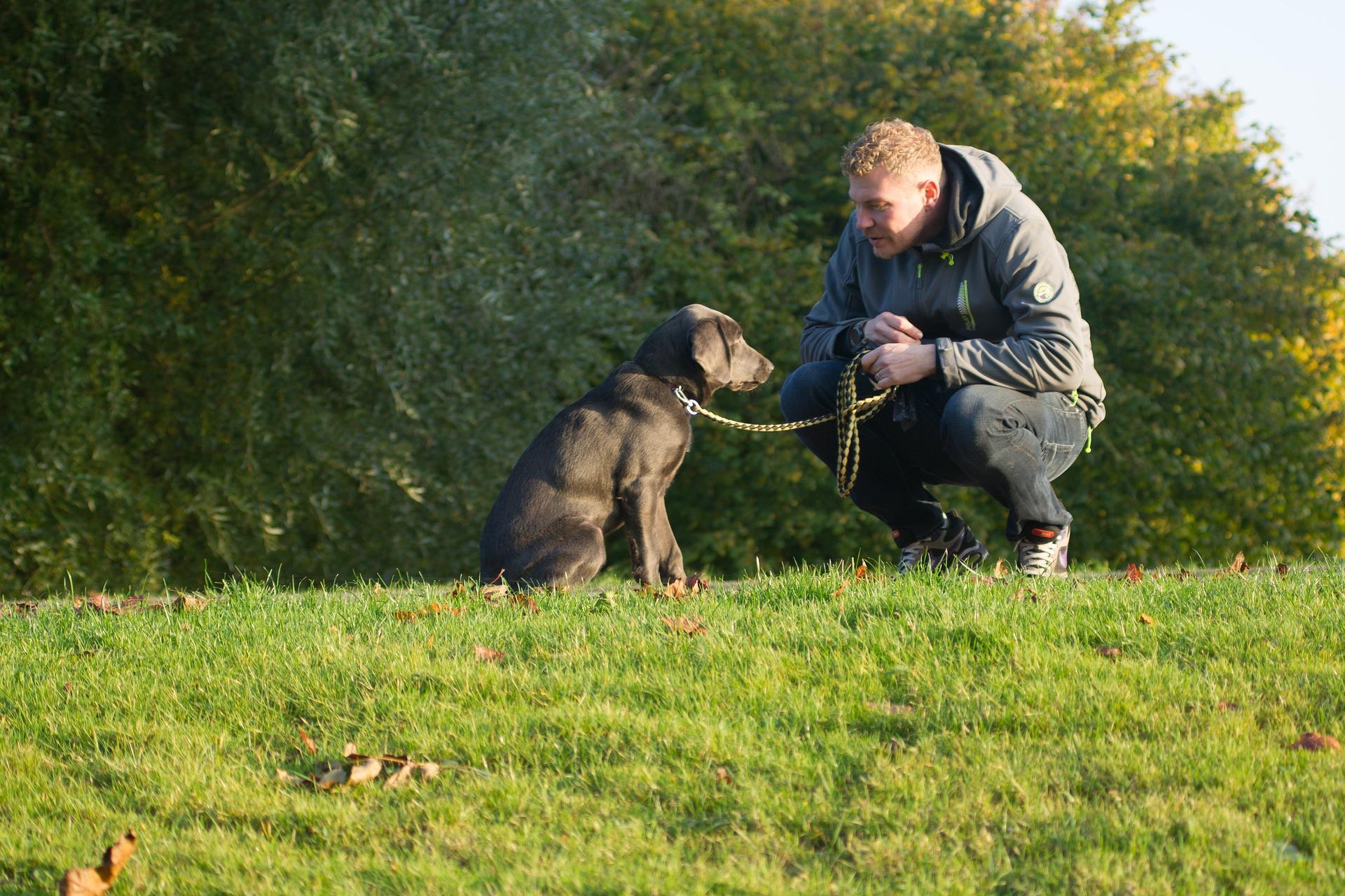 Un perro pasea con su dueño / Pixabay