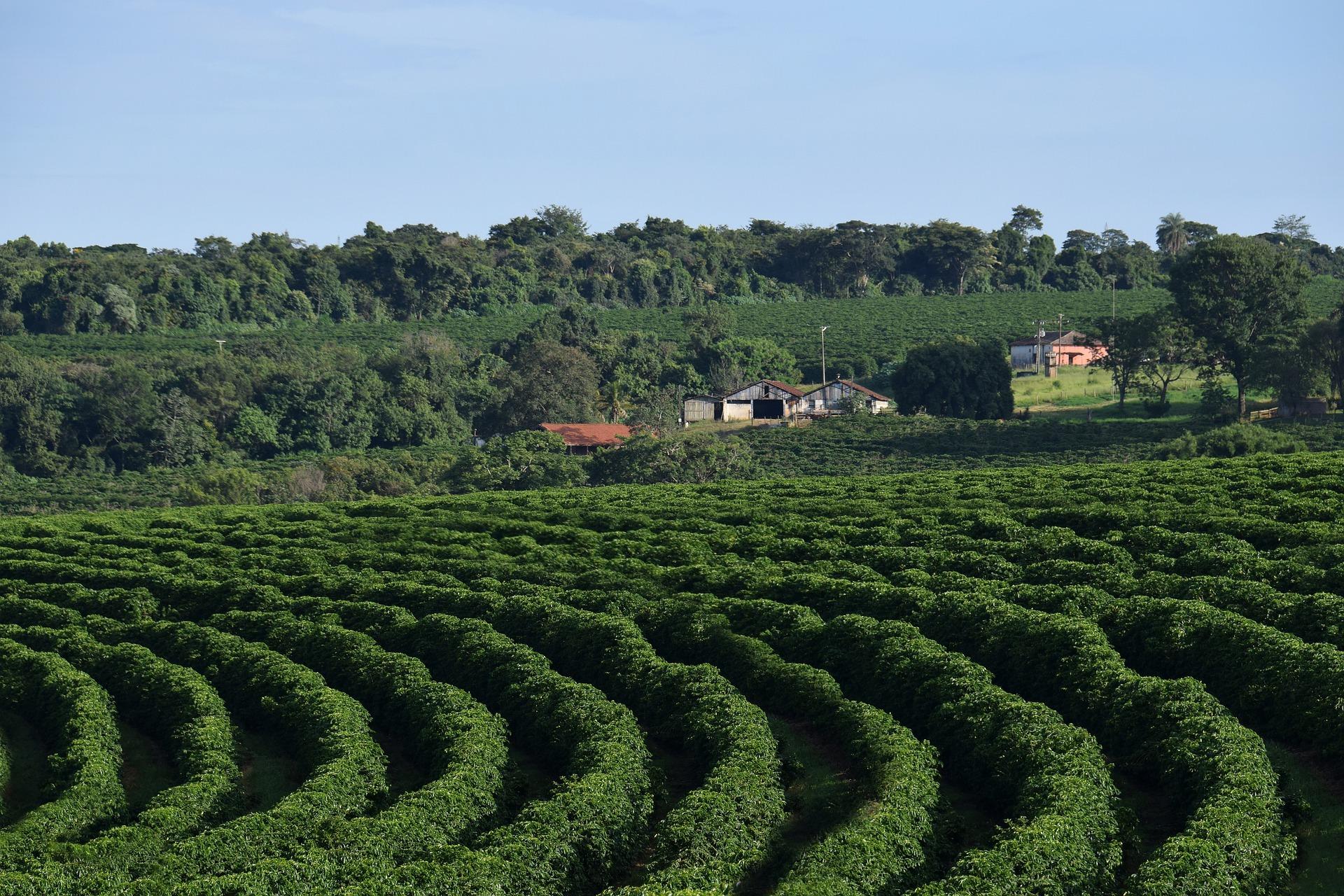 El Transcaféyvino te propone un viaje virtual por plantaciones de España y Colombia