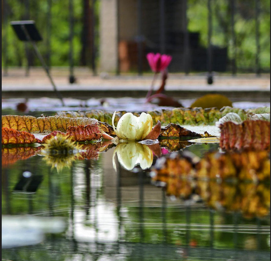 El Real Jardín Botánico logra cultivar el nenúfar gigante Victoria