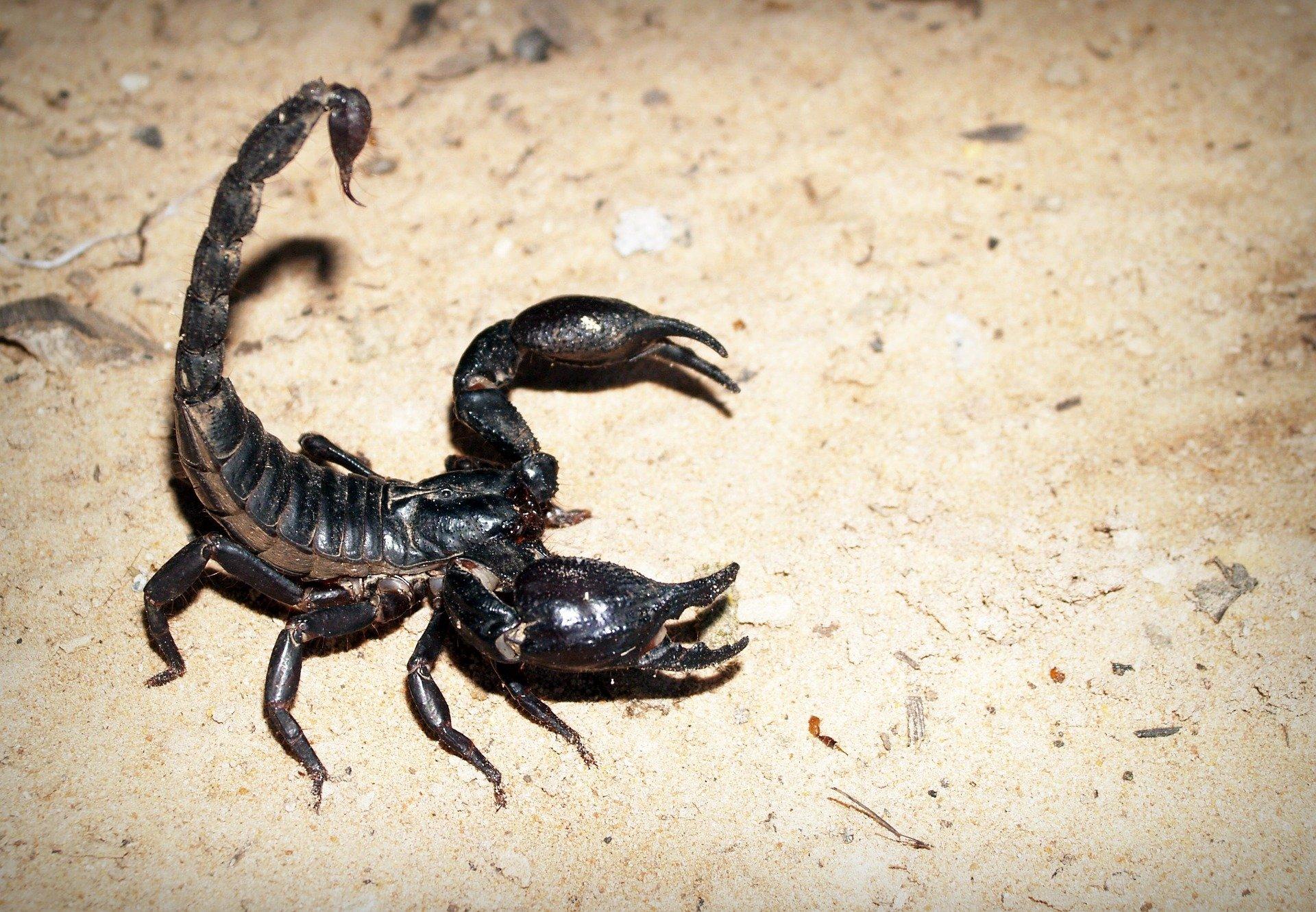 Imagen de un escorpión. Pixabay