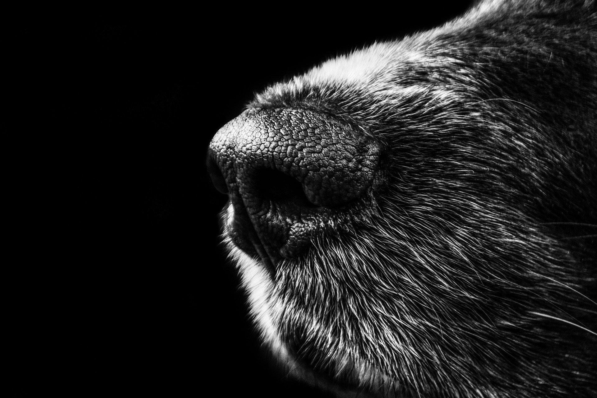 Una foto de la nariz de un perro. Pixabay