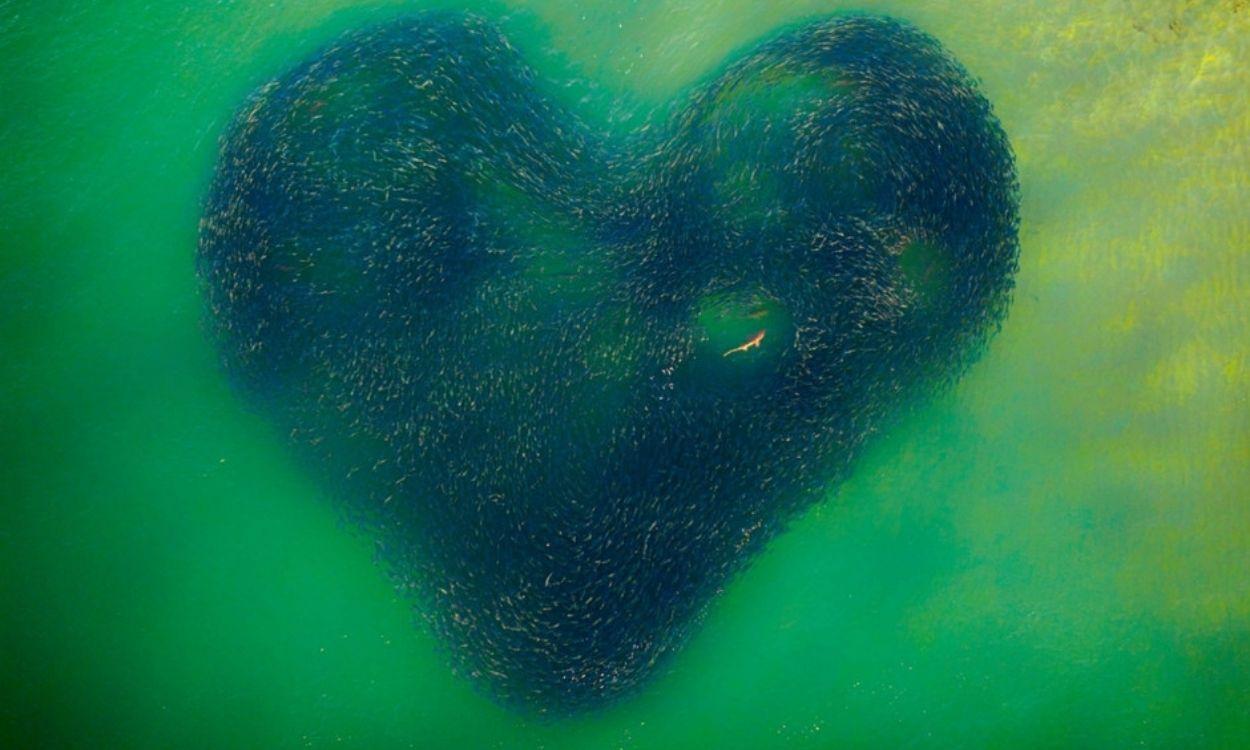 'Love Heart of Nature', Jim Picôt