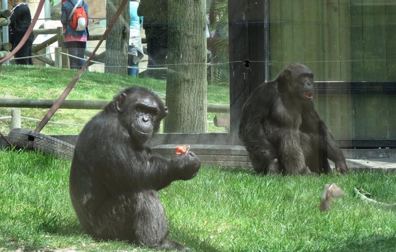 Gorilas en el zoo de Madrid