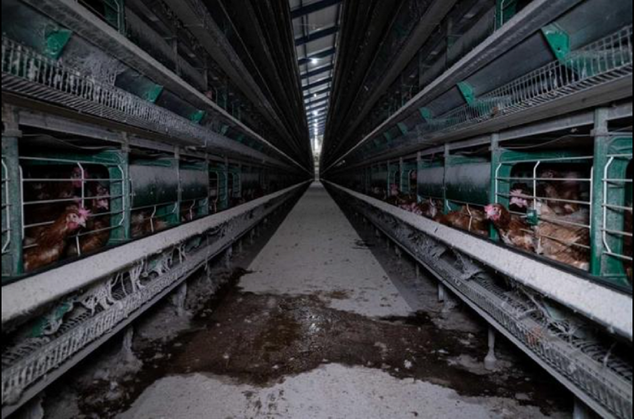 República Checa prohíbe la cría de gallinas enjauladas - Equalia