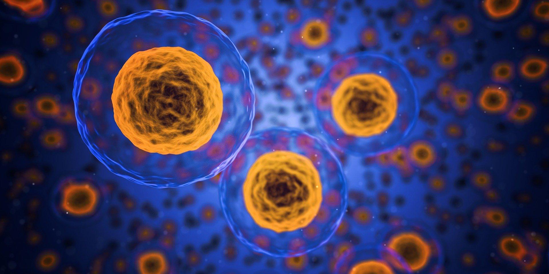 Muchas células cancerosas aprovechan la plasticidad celular para resistir a la quimioterapia y extenderse a distintas partes del cuerpo