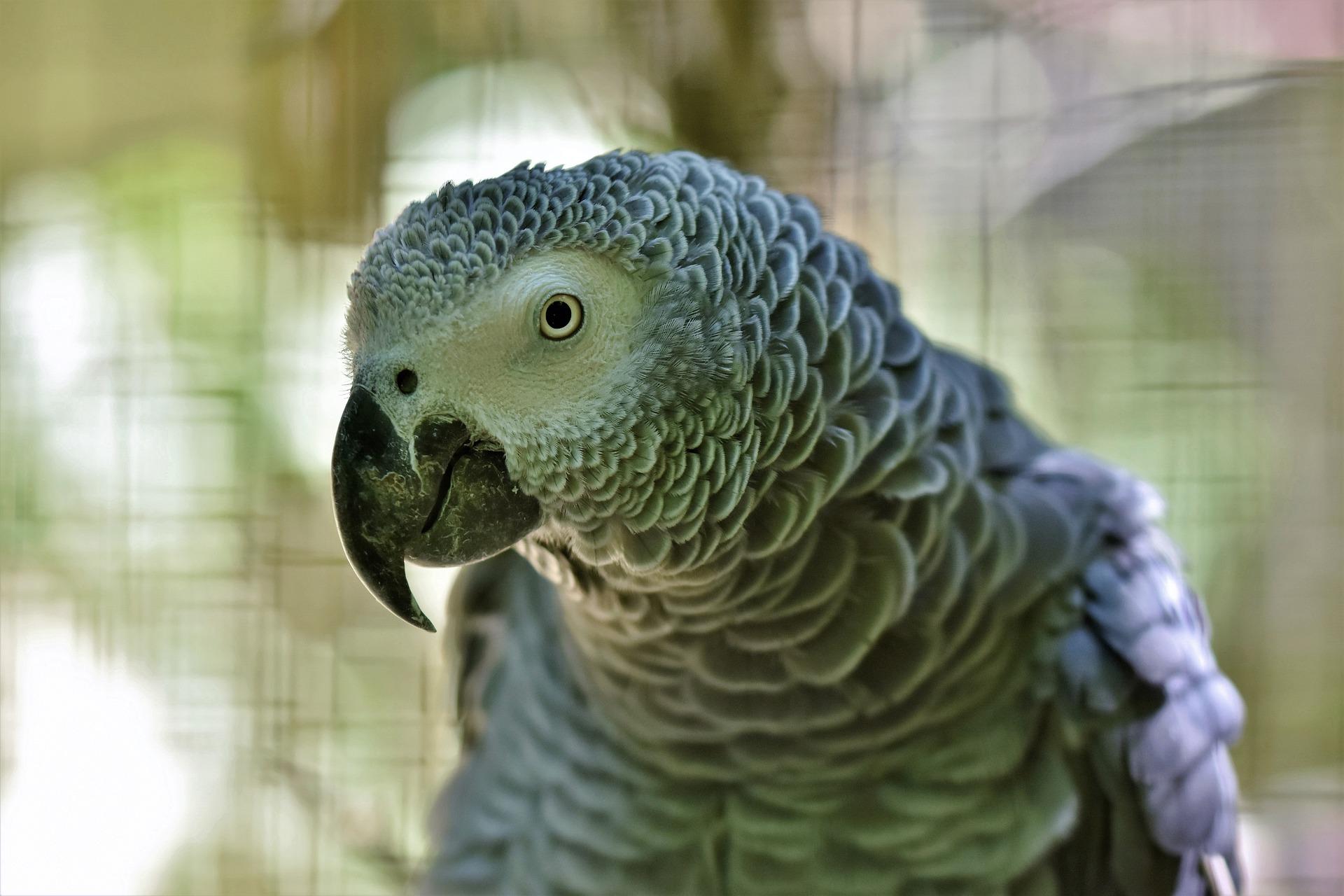 Cinco loros aislados en un zoológico por no dejar de insultar a los visitantes - Pixabay