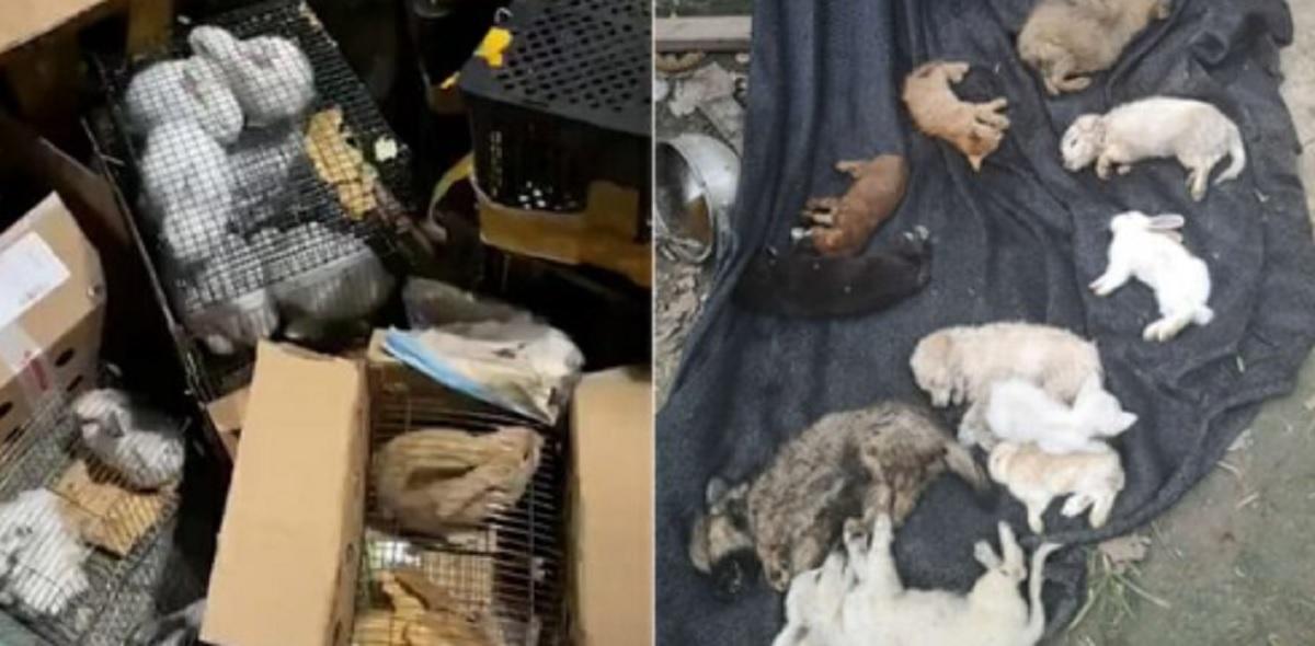 Hallan 5.000 mascotas muertas en una empresa de paquetería en China. Twitter