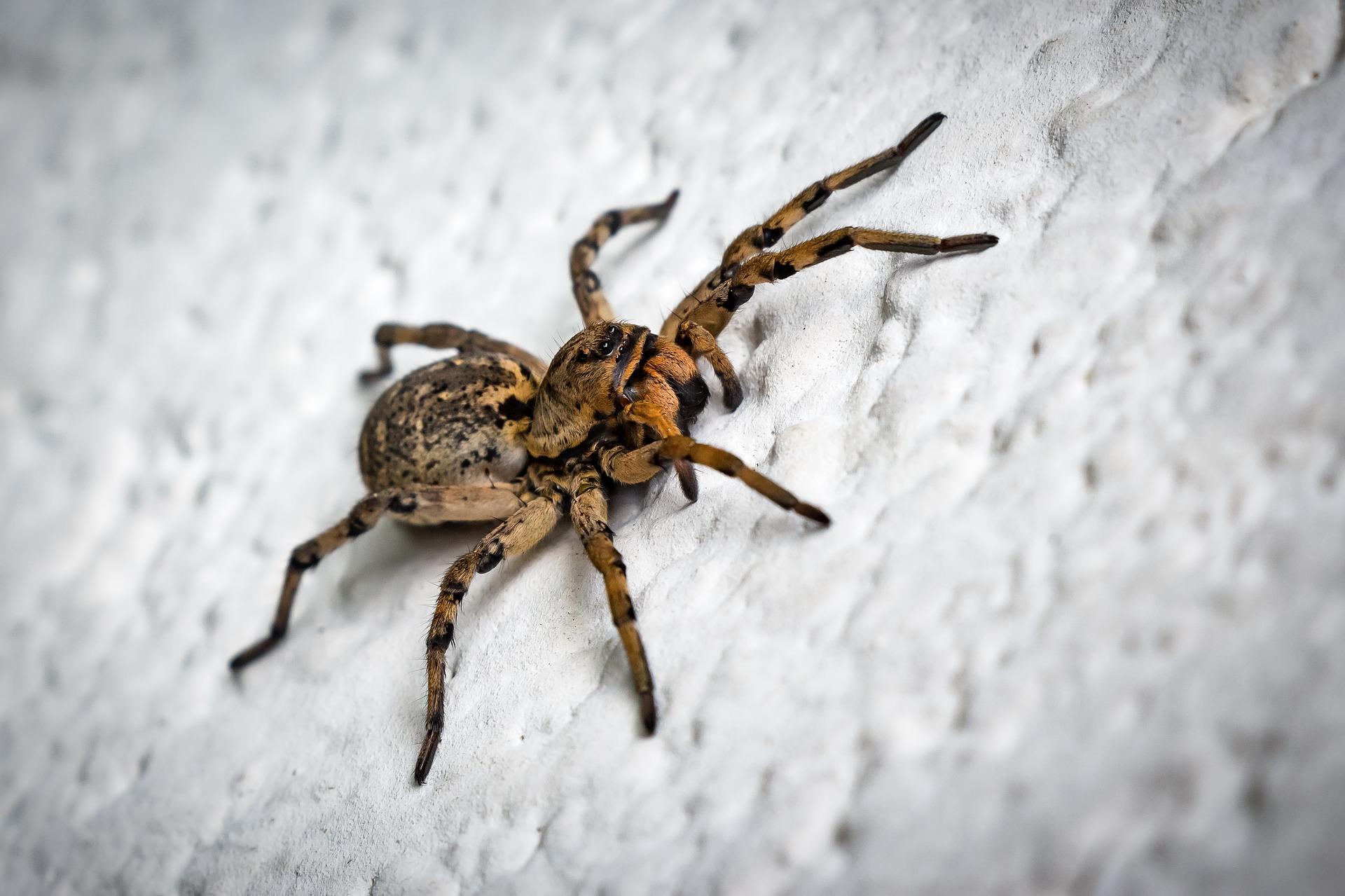 Imagen de una araña. Pixabay