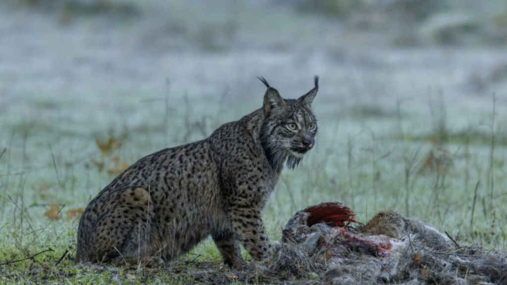 Lince ibérico
