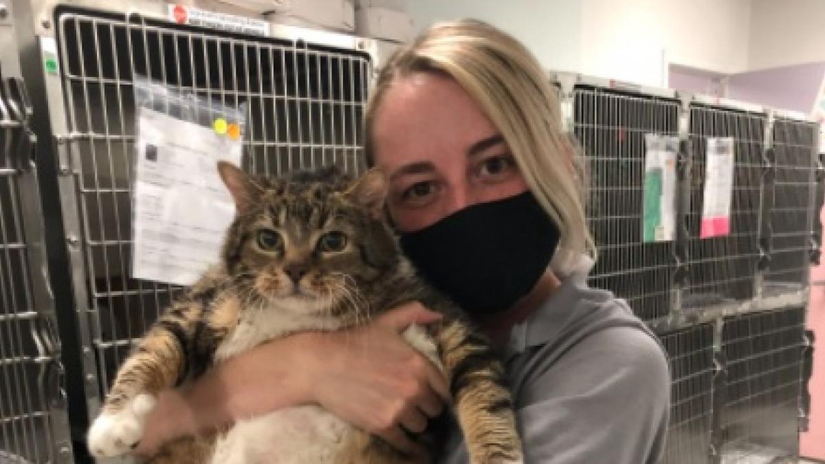 Lasaña, la gata que engordó 10 kilos en la cuarentena, ya ha sido adoptada. Fuente: @ACCTPhilly