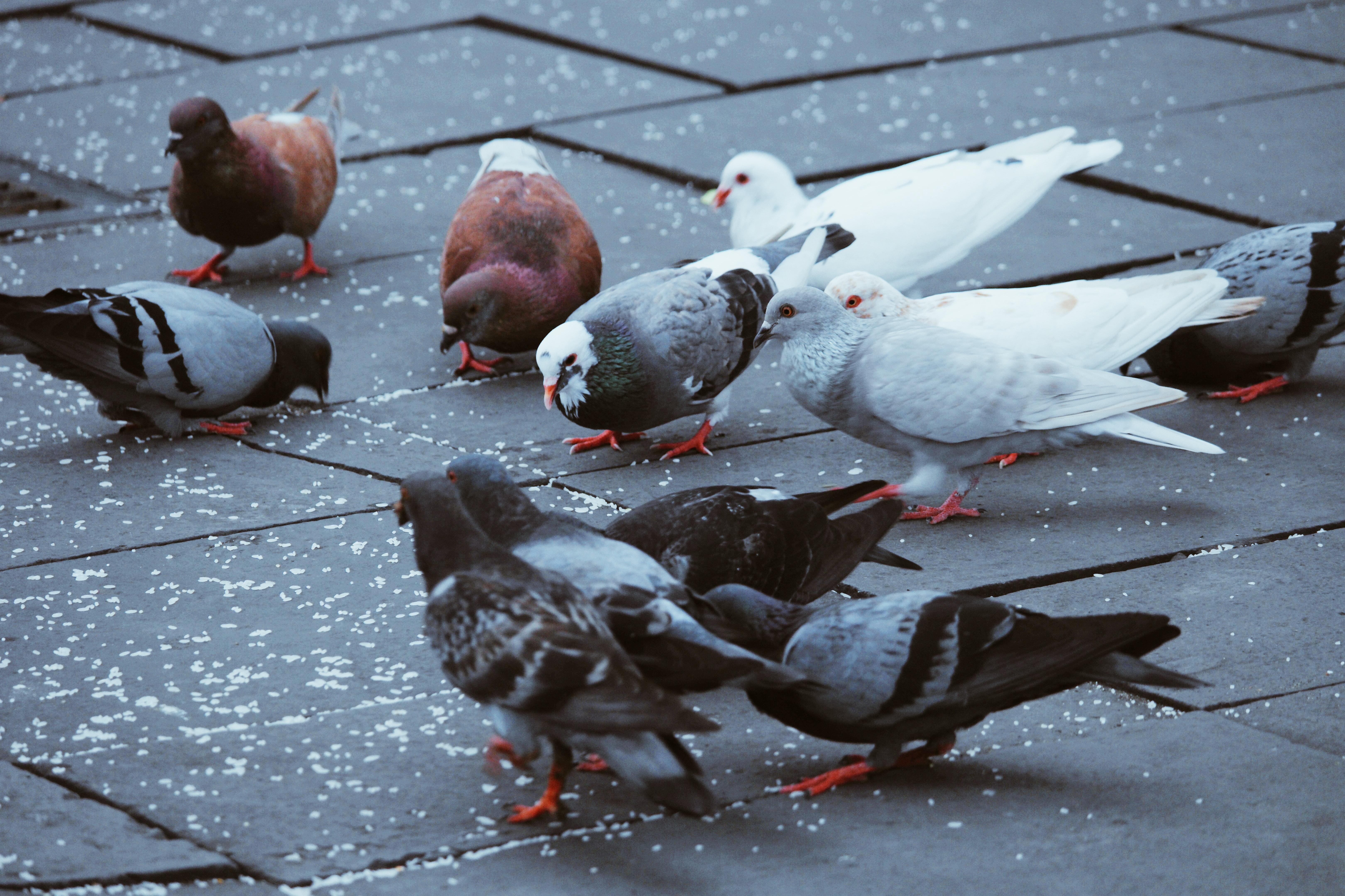 Grupo de palomas. Unsplash