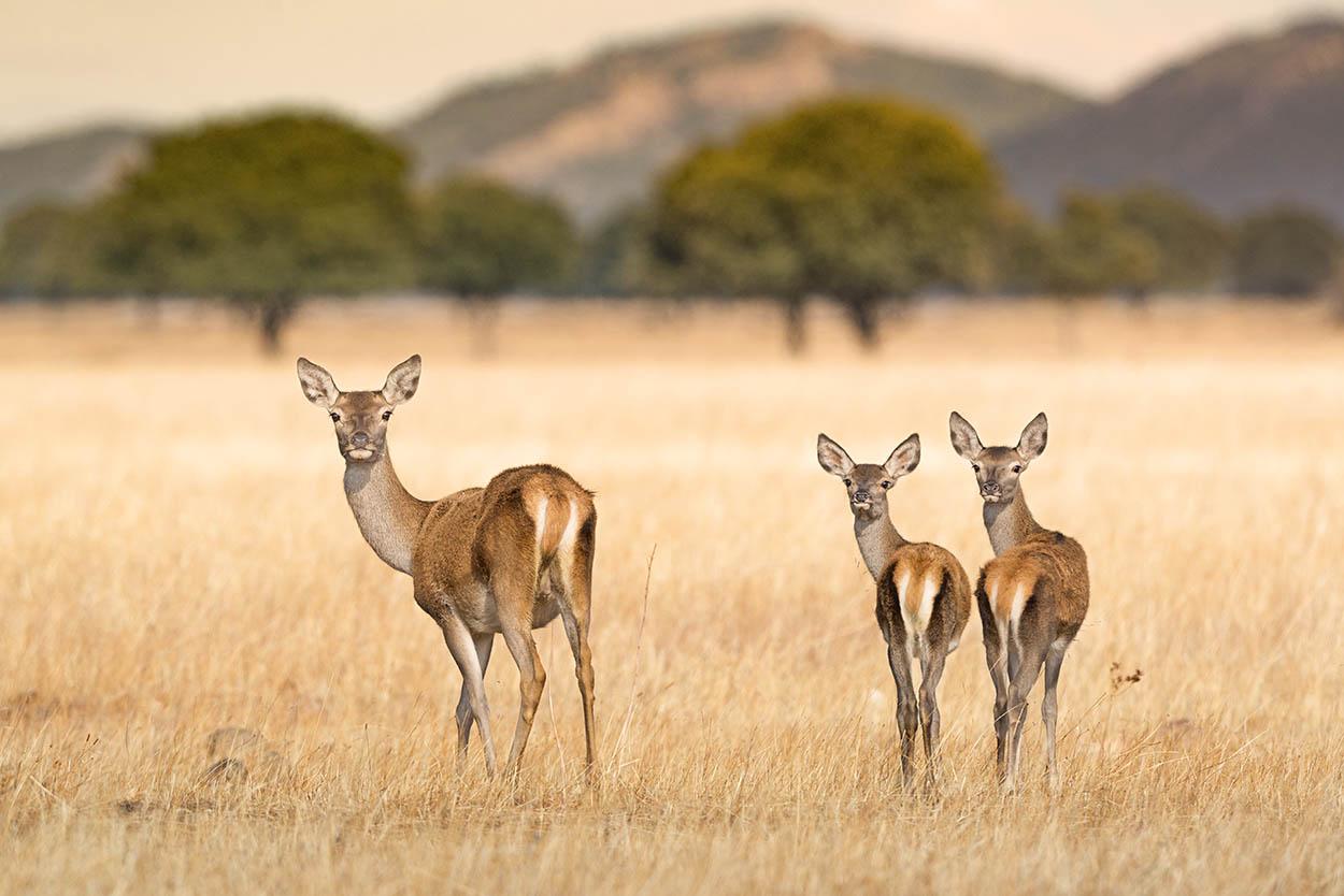 El ciervo, uno de los animales más llamativos de la Península Ibérica, que habita en gran número las extensas rañas y los poblados montes del Parque Nacional de Cabañeros