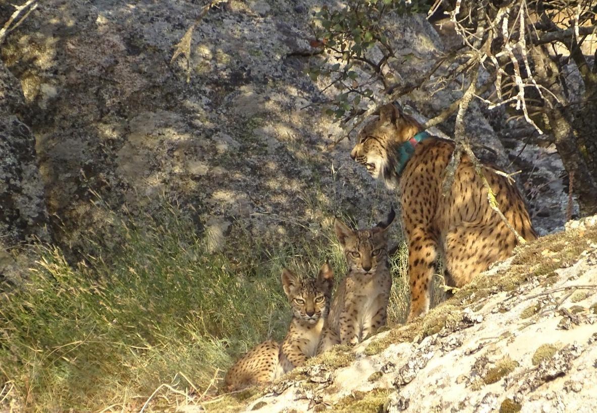 Camada de linces ibéricos