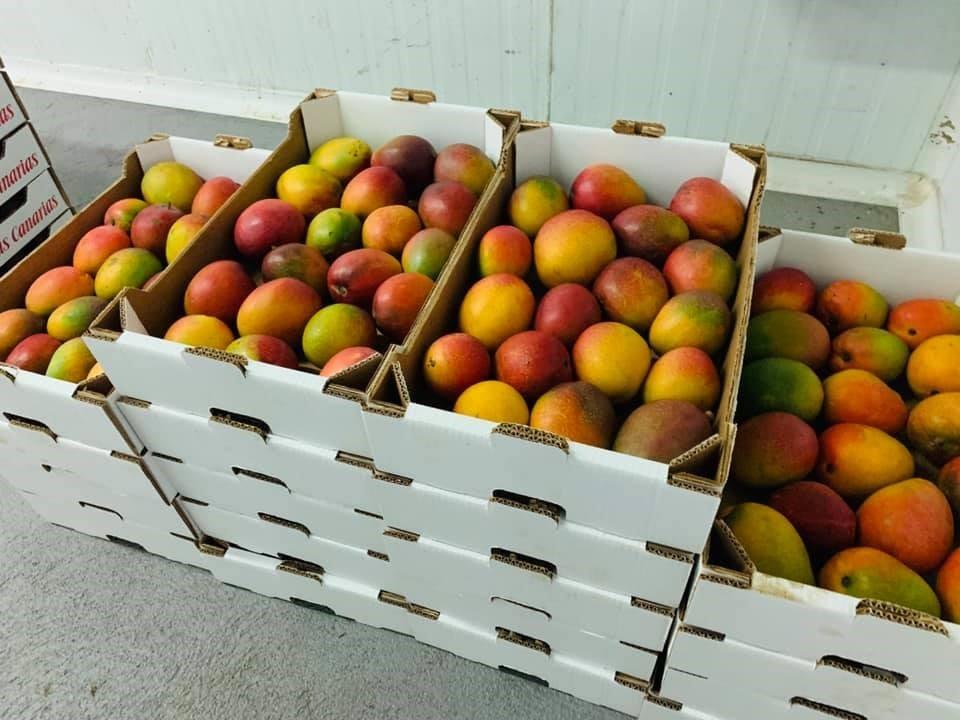 Cajas de mangos. Europa Press