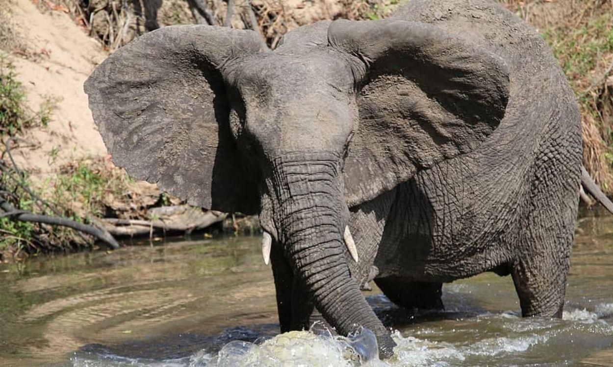 Elefante en Costa de Marfil