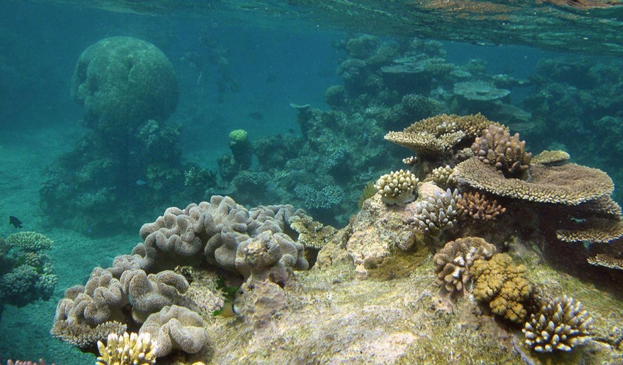La Gran Barrera de Coral 