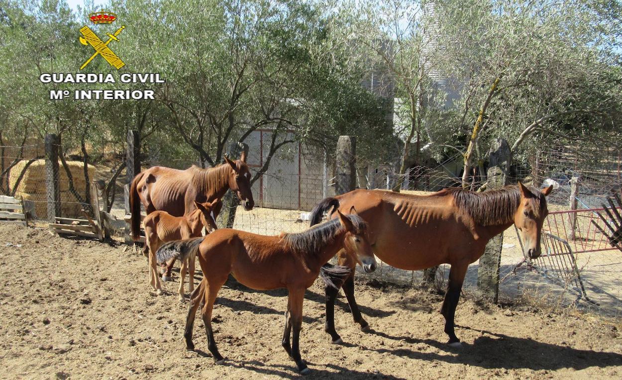 Los caballos intervernidos en El Pedrosos (Sevilla).