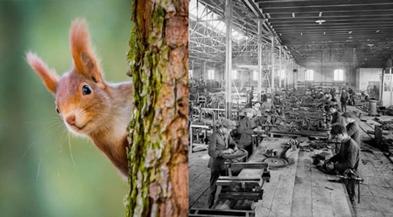 Que la palabra esquirol (ardilla en catalán) sea hoy día sinónimo de desertor no se entiende sin las huelgas en las fábricas textiles de Cataluña en el siglo XIX