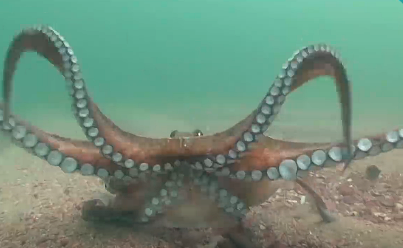 En la actualidad, el pulpo está en peligro en las rías gallegas (Foto: captura programa Vivir o mar de la CRTVG).