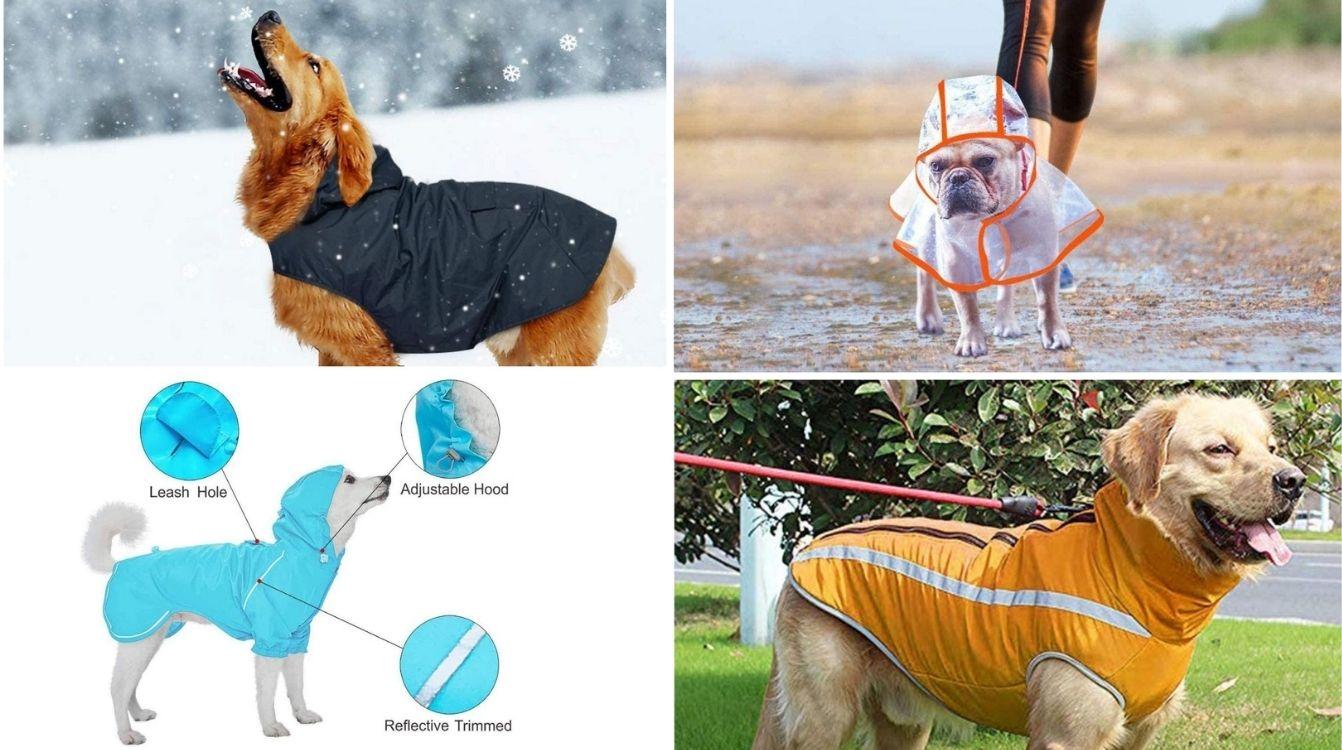 en cualquier sitio años Farmacología Amazon: Chubasqueros para perros: protege a tu mascota de la lluvia